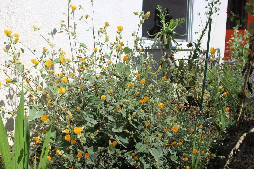 Expert garden landscaping for year-round maintenance in Ventura, CA by Plant Marks