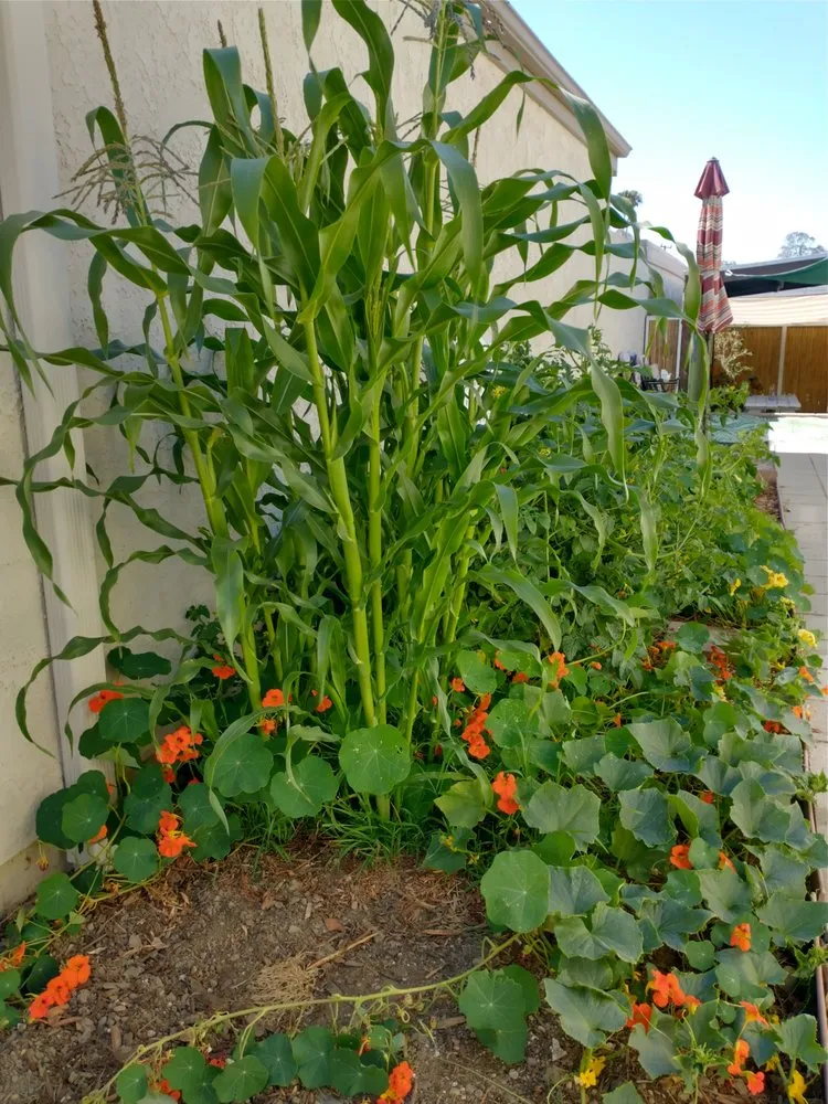 Reliable landscape design for residential properties in Ventura, CA by Plant Marks