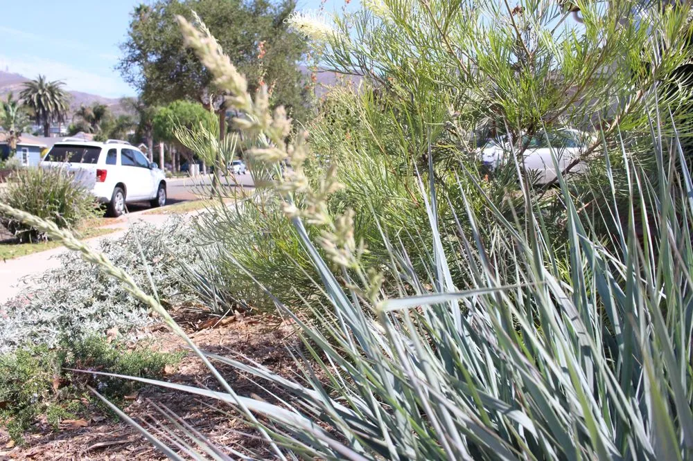 Reliable yard cleanup service in Ventura, CA by Plant Marks