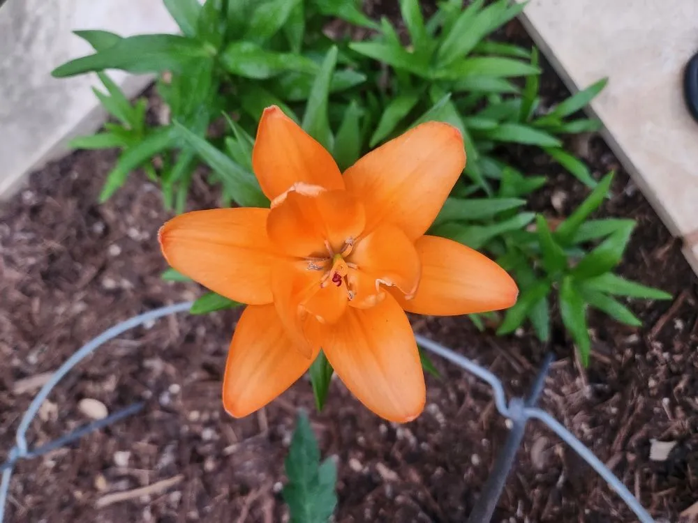 Reliable yard cleanup service experts serving Austin, TX - Plant N Things Lawn Care Services