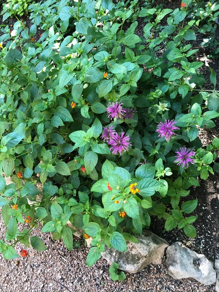 Top-rated lawn care service for beautiful yards in Austin, TX by Plant N Things Lawn Care Services