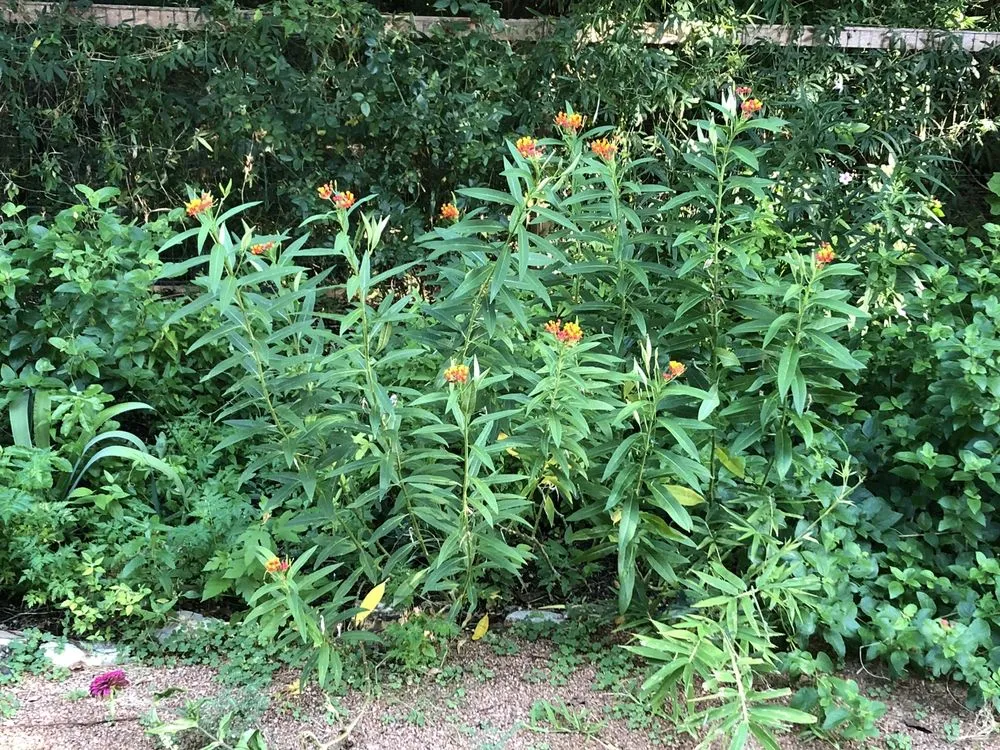 Local lawn care service near you across Austin, TX - Plant N Things Lawn Care Services