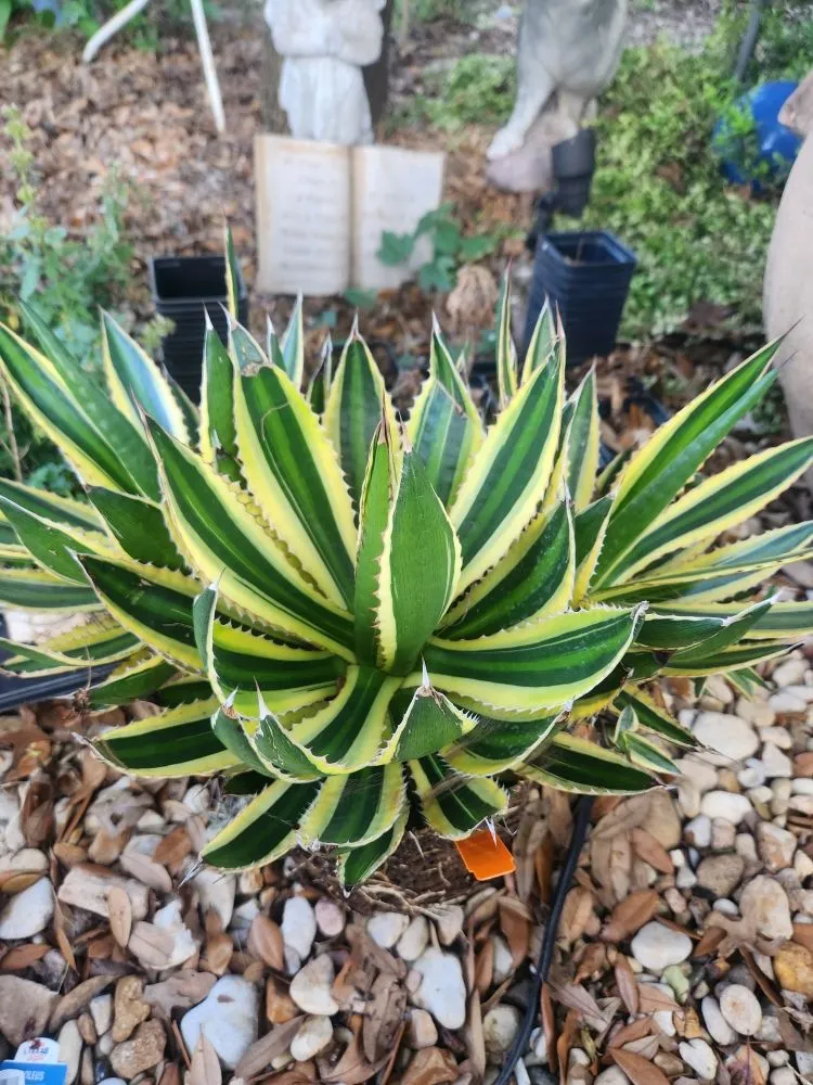 Custom outdoor landscaping in Austin, TX by Plant N Things Lawn Care Services