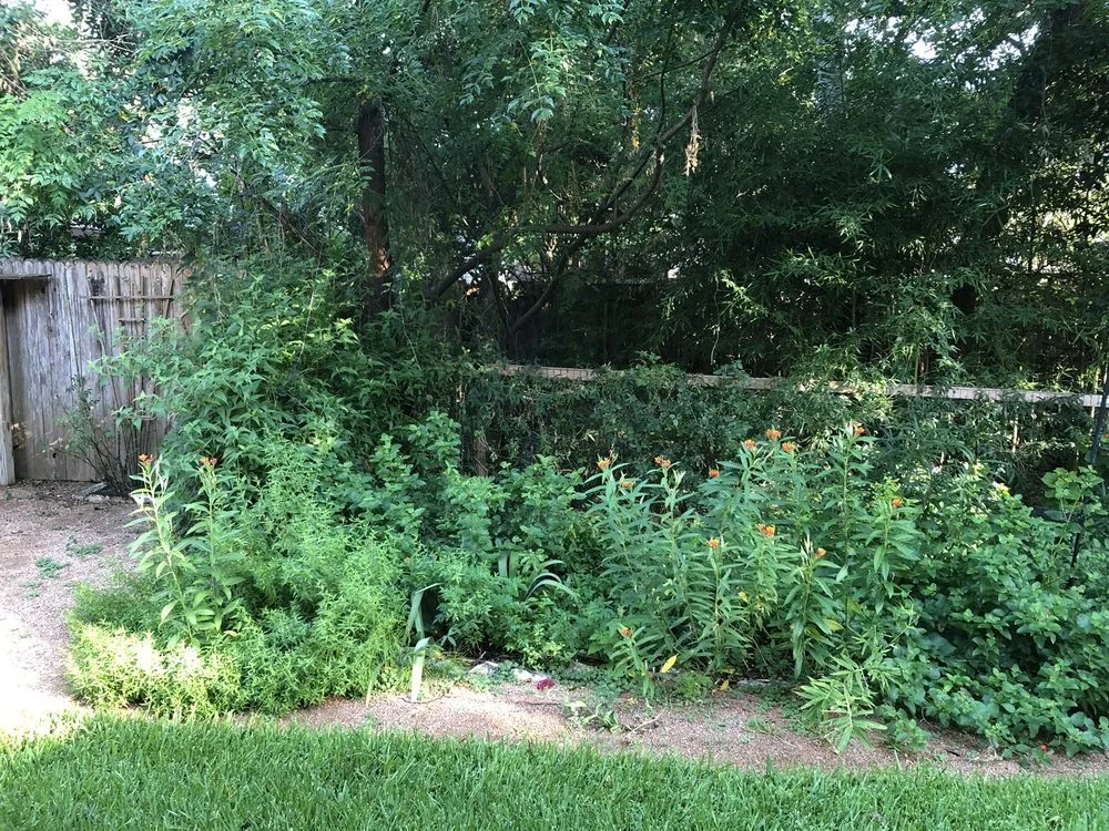 Top-rated residential landscaping in Austin, TX - Plant N Things Lawn Care Services