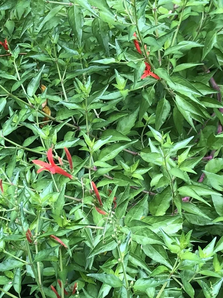 Professional landscape design in Austin, TX by Plant N Things Lawn Care Services