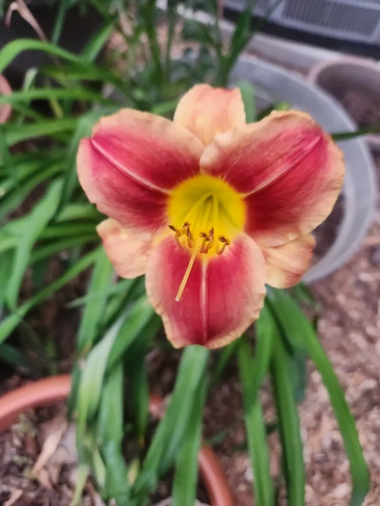 Professional landscape design in Austin, TX by Plant N Things Lawn Care Services