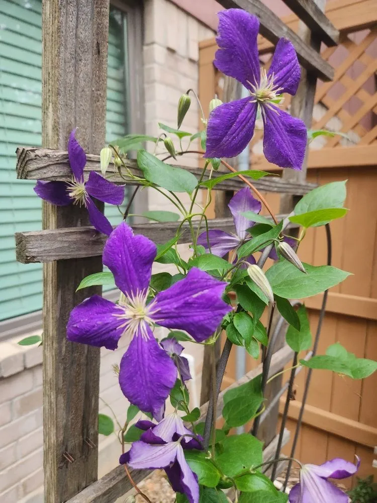 Trusted lawn care service in Austin, TX by Plant N Things Lawn Care Services