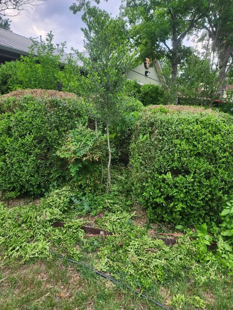 Reliable landscape design experts serving Austin, TX - Plant N Things Lawn Care Services