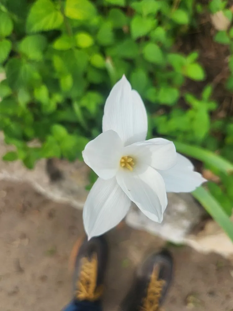 Local garden landscaping for beautiful yards across Austin, TX - Plant N Things Lawn Care Services