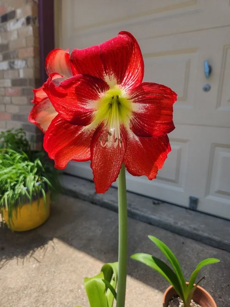 Professional residential landscaping experts serving Austin, TX - Plant N Things Lawn Care Services