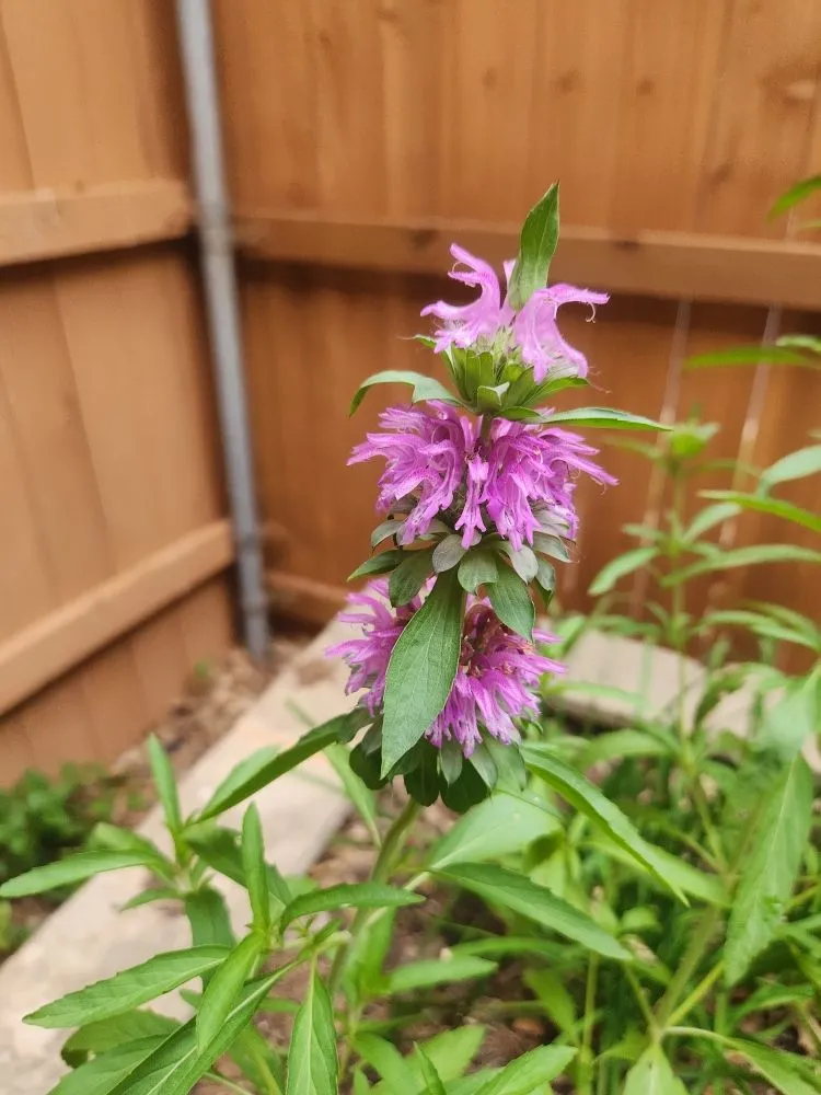 Custom residential landscaping in Austin, TX - Plant N Things Lawn Care Services