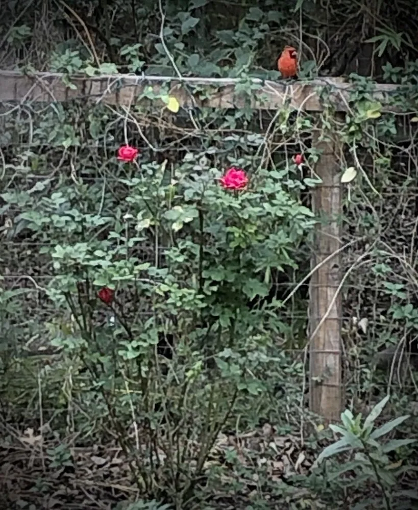 Expert lawn mowing service experts serving Austin, TX - Plant N Things Lawn Care Services