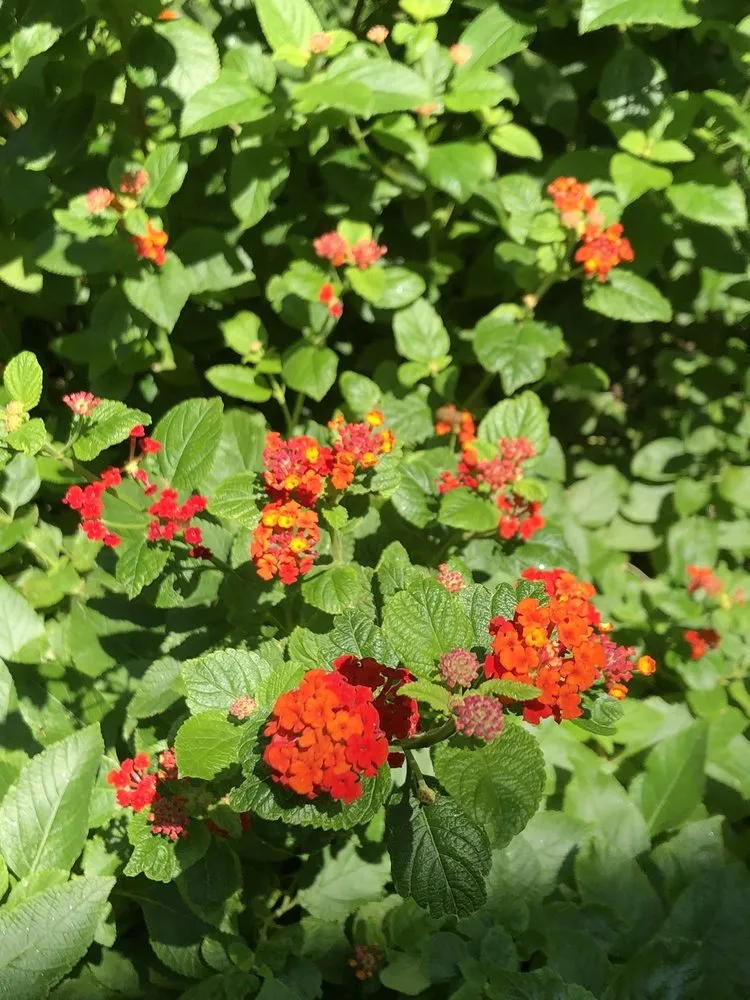 Top-rated yard cleanup service in Austin, TX by Plant N Things Lawn Care Services