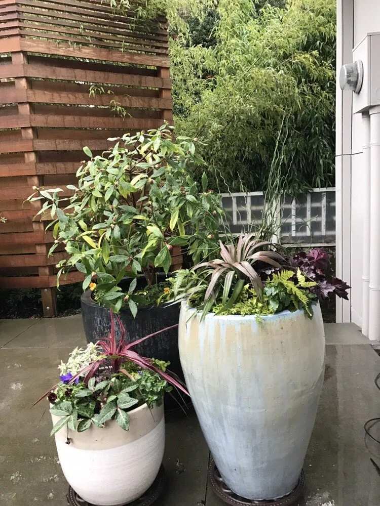 Affordable residential landscaping in Seattle, WA - Plant People Northwest