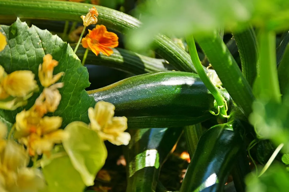 Affordable yard maintenance for year-round maintenance across Seattle, WA - Plant People Northwest