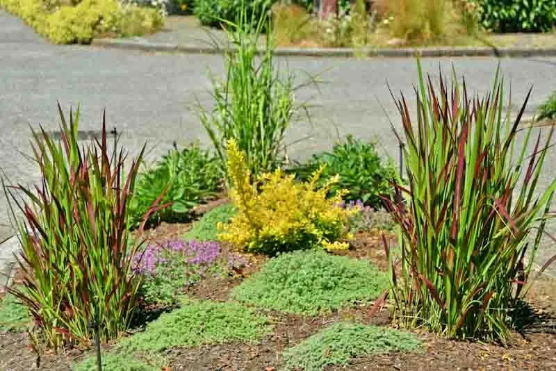 Affordable outdoor landscaping in Seattle, WA by Plant People Northwest