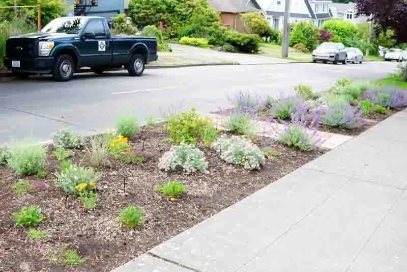 Trusted yard cleanup service experts serving Seattle, WA - Plant People Northwest