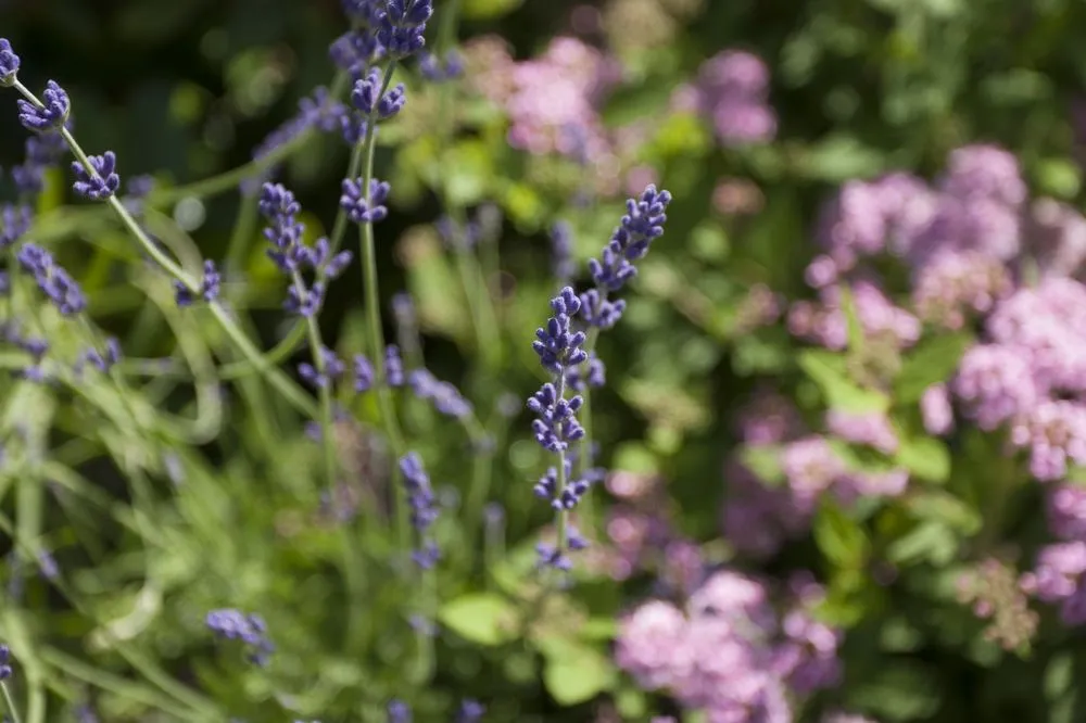 Custom outdoor landscaping in Seattle, WA - Plant People Northwest