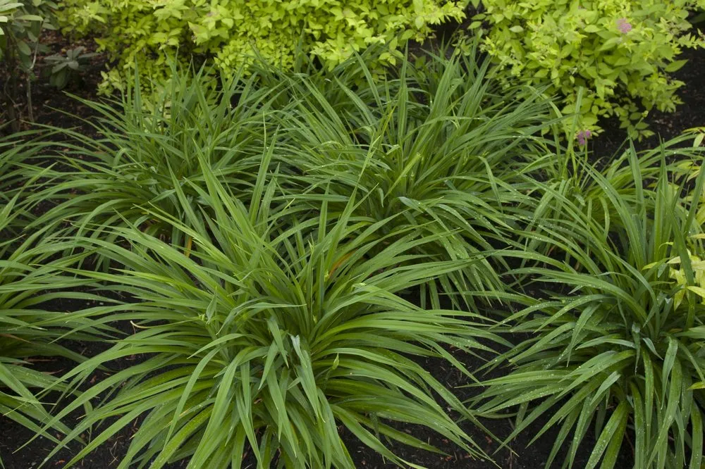 Custom landscaping services experts serving Seattle, WA - Plant People Northwest