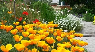 Expert yard maintenance experts serving Miami, FL - Plant Professionals