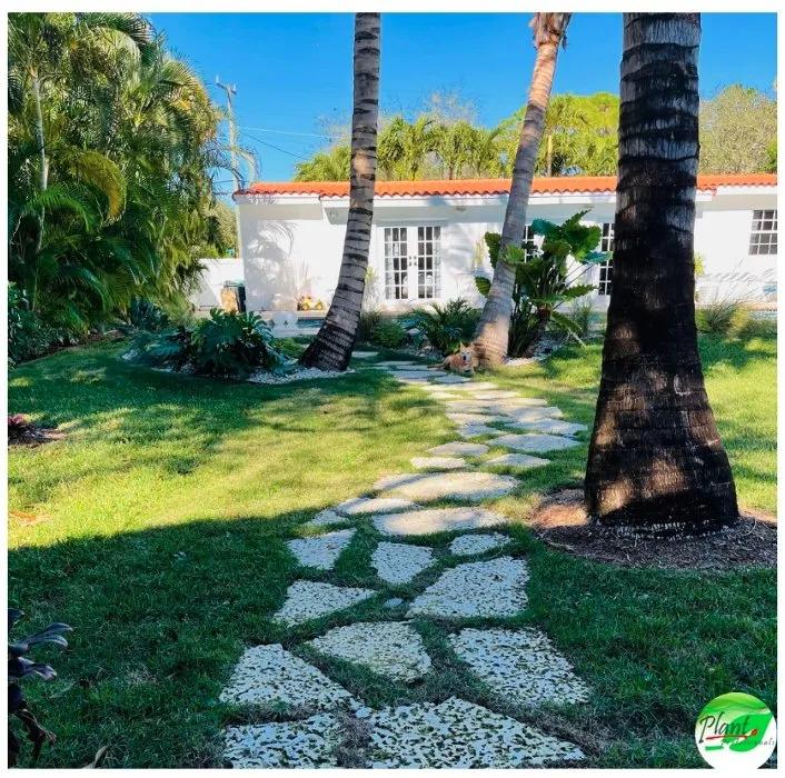 Reliable yard cleanup service experts serving Miami, FL - Plant Professionals