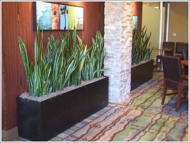 Reliable lawn care service experts serving Marina Del Rey, CA - Plant Republic