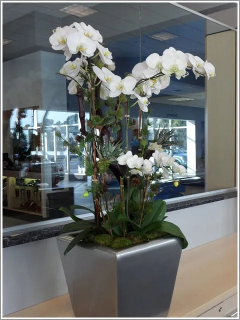 Local landscape design in Marina Del Rey, CA - Plant Republic