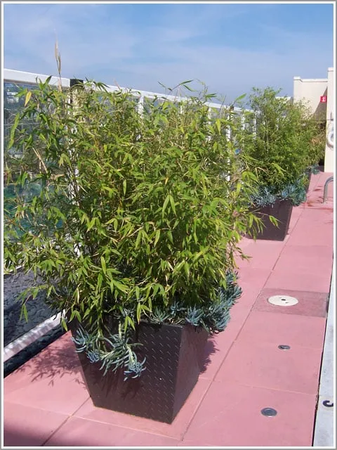 Professional lawn care service in Marina Del Rey, CA - Plant Republic