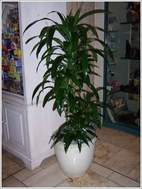 Expert lawn mowing service in Marina Del Rey, CA - Plant Republic