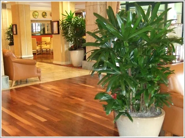 Reliable outdoor landscaping with custom design across Marina Del Rey, CA - Plant Republic