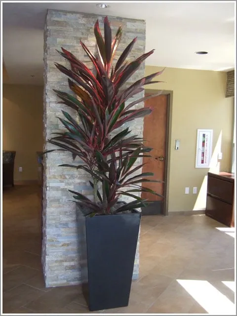 Affordable residential landscaping in Marina Del Rey, CA by Plant Republic