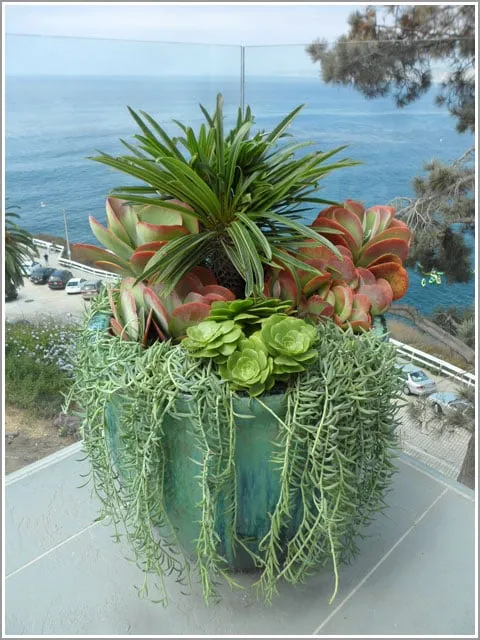 Expert residential landscaping in Marina Del Rey, CA - Plant Republic