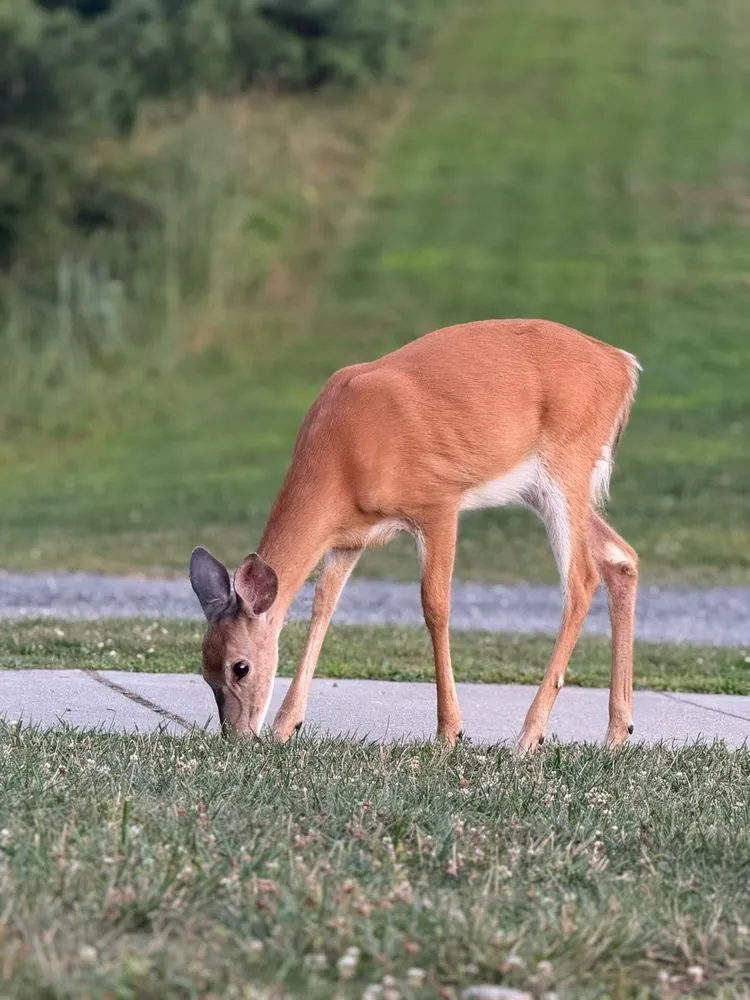 Trusted garden landscaping with custom design across Warren, NJ - Plant Solutions Tree & Lawn Care