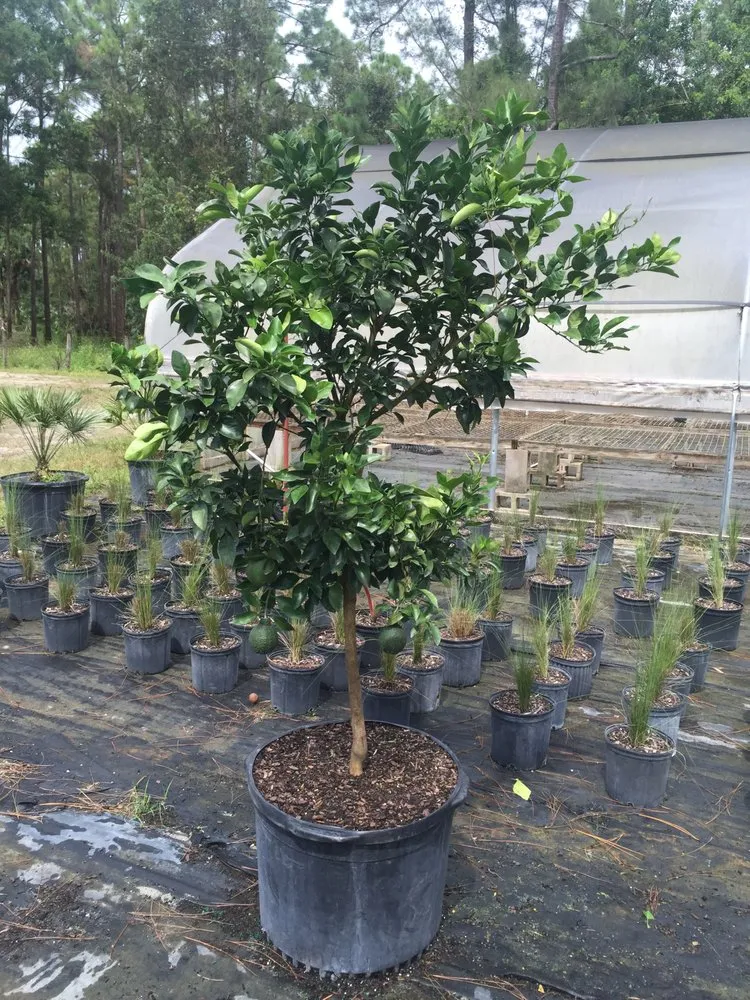 Top-rated landscape installation experts serving Stuart, FL - Plant Source