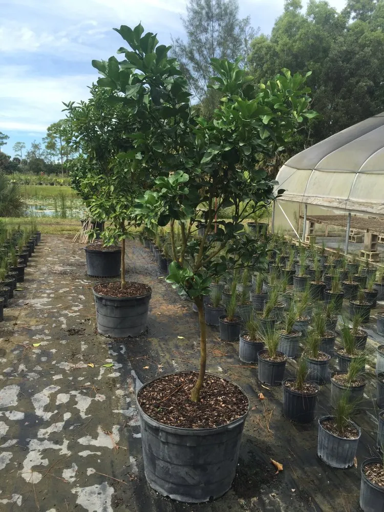 Top-rated landscape installation experts serving Stuart, FL - Plant Source