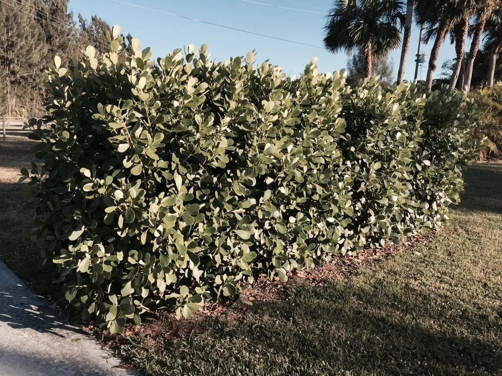 Affordable yard maintenance for outdoor upgrades in Stuart, FL by Plant Source