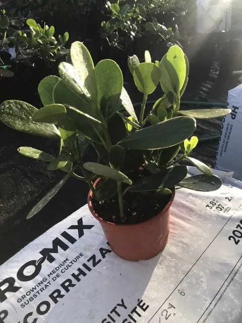 Top-rated landscaping services for residential properties in Stuart, FL by Plant Source