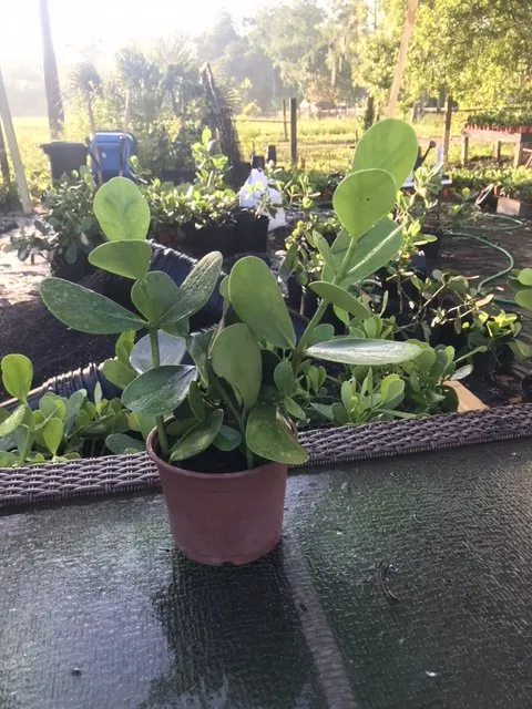 Custom lawn mowing service with custom design in Stuart, FL by Plant Source