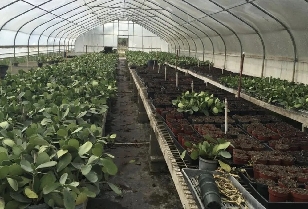 Professional landscape installation in Stuart, FL - Plant Source