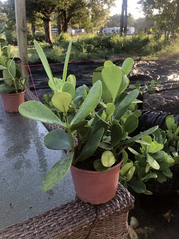 Reliable lawn mowing service with custom design in Stuart, FL by Plant Source