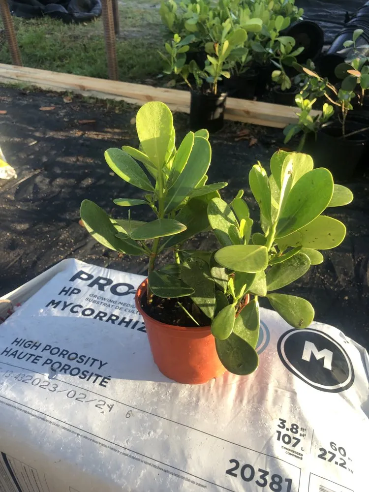 Custom yard cleanup service in Stuart, FL - Plant Source