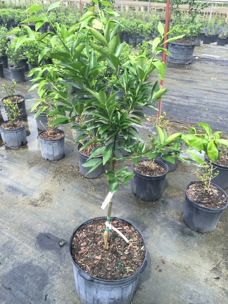 Reliable yard cleanup service for beautiful yards across Stuart, FL - Plant Source