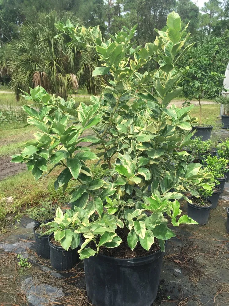 Top-rated lawn care service experts serving Stuart, FL - Plant Source