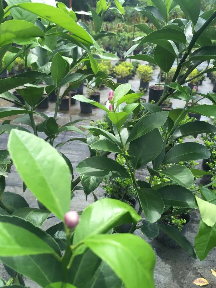 Expert lawn mowing service for residential properties in Stuart, FL by Plant Source