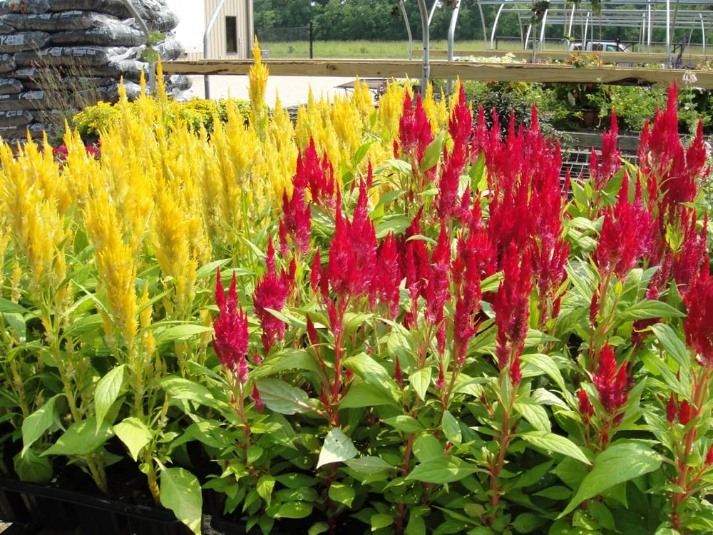 Professional yard maintenance experts serving Baton Rouge, LA - Plant Tech