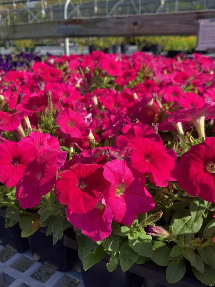 Trusted landscape design in Baton Rouge, LA - Plant Tech