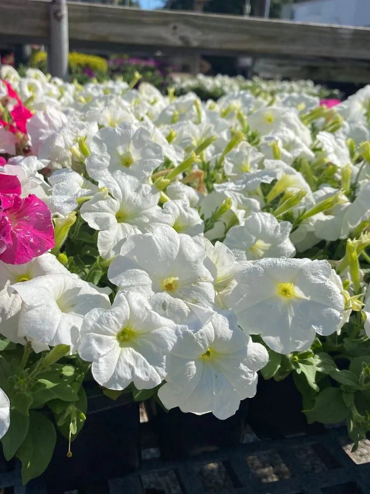 Local residential landscaping experts serving Baton Rouge, LA - Plant Tech