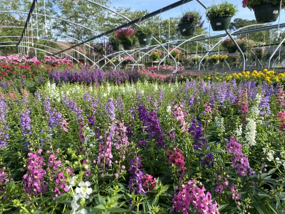 Top-rated residential landscaping in Baton Rouge, LA by Plant Tech