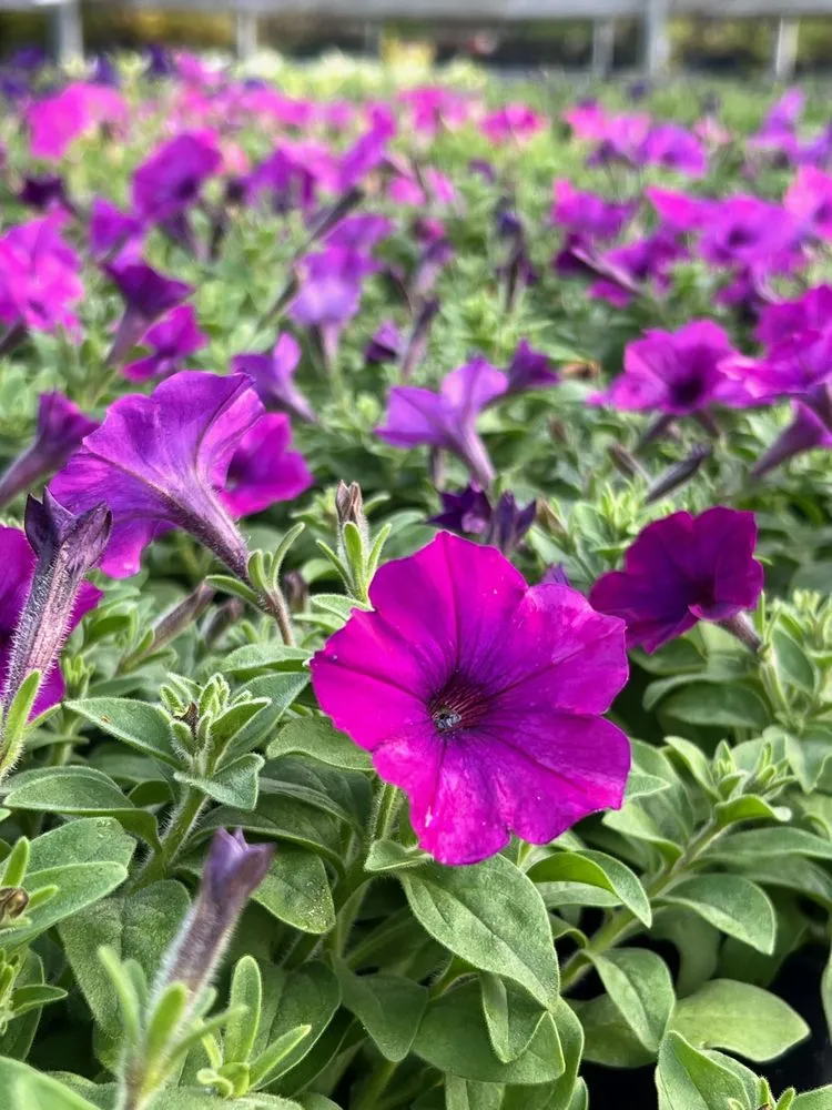 Custom landscape design with custom design in Baton Rouge, LA by Plant Tech