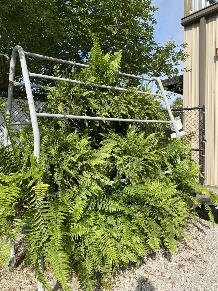 Reliable outdoor landscaping in Baton Rouge, LA by Plant Tech